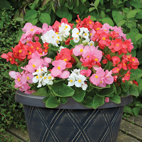 Kit 15 Mudas Begonia Cerosa - Folha Verde - Cores Sortidas