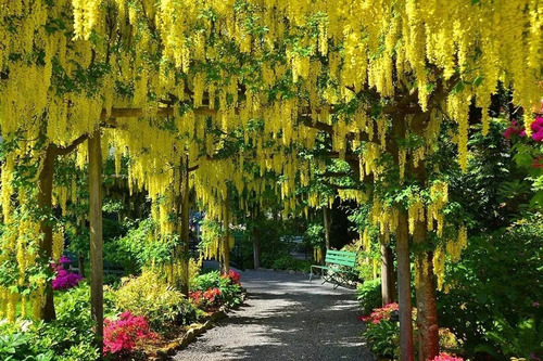 5 Semillas Seleccionadas Arbol Lluvia De Oro