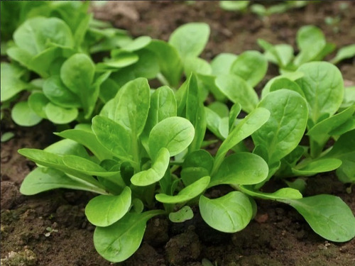 Semillas Hortaliza Canonigo Valeriana Ensaladas 