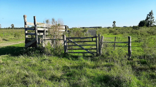 Imagen 4 de 16 de Campo 200 Hectareas Forestal Ganadero A 80kms De Montevideo