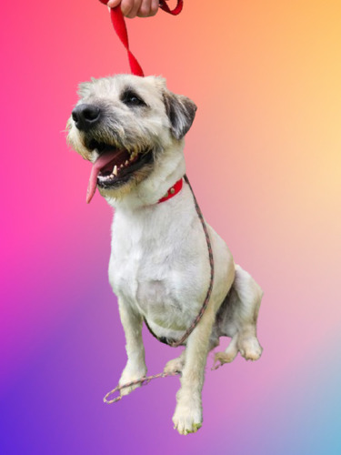 María, Belleza Terrier 100% Barbinchita Blanca, 4 Añitos