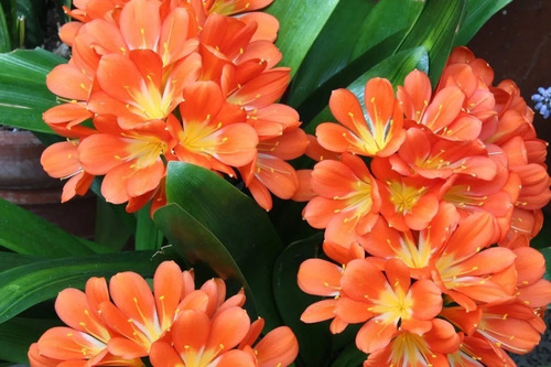 Clivia Miniata Paq. 4 Pz Lirios De Jardín Envío Gratis