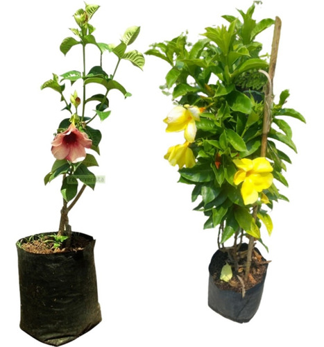 Planta Copa De Oro
