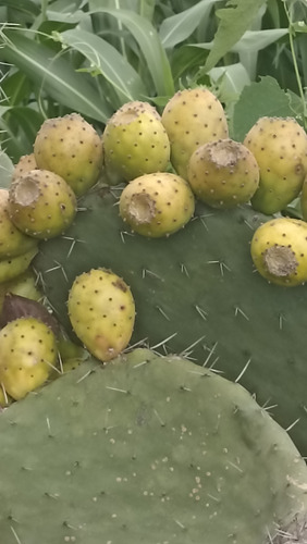 3 Variedades Pencas Nopal Tunero, Tuna Blanca, Lc