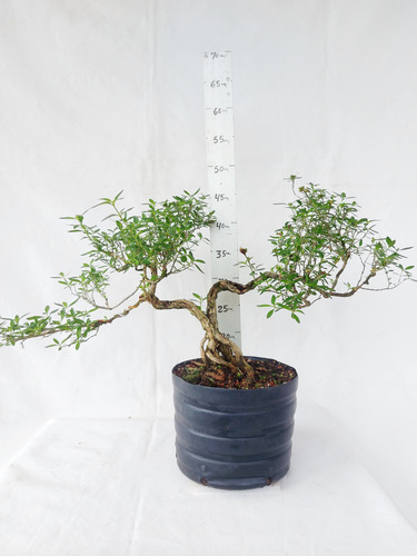 Pré-bonsai Serissa Chinesa 10 Anos(cod.060) Branco