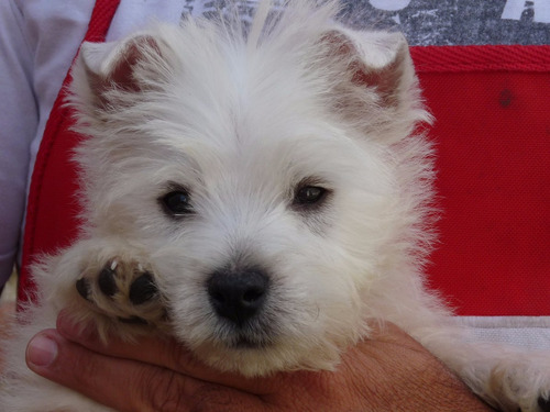West Highland White Terrier - Westie -westy