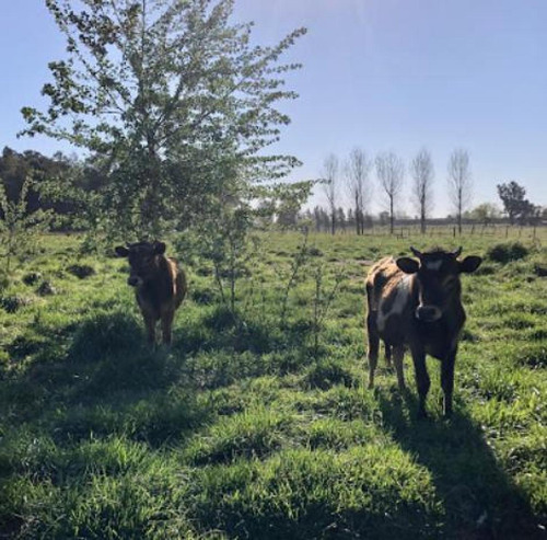 Chacra En Venta - 5 Dormitorios 7 Baños - 60.000mts2 - General Rodríguez