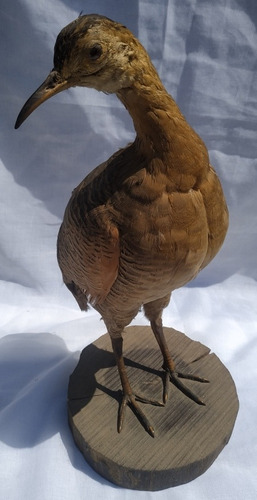 Taxidermia Martineta Colorada Pieza Única