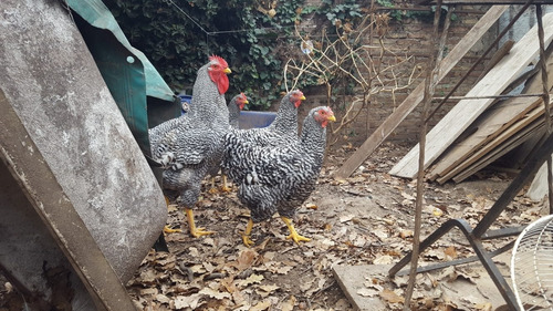 3 Gallinas Y 1 Gallo Plymouth Rock Barrada Anillados Puros