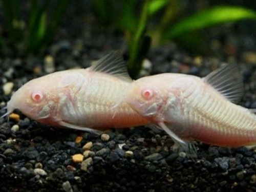 Pez Corydoras Alvinas 