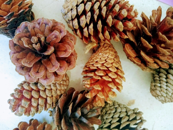 Prmape Paquete de 18 conos de pino natural de abeto Navidad para colgar nieve en forma de pino para decoración del hogar mini piñones secos naturales rústicos 