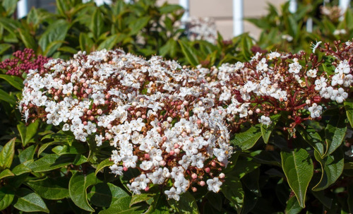 Laurentino - Ideal Cerco - Florece En Invierno - Cañuelas