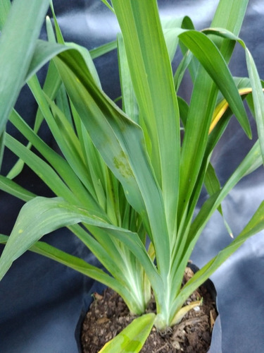Planta Hermelocallis O Azucenas(hermelocallis)