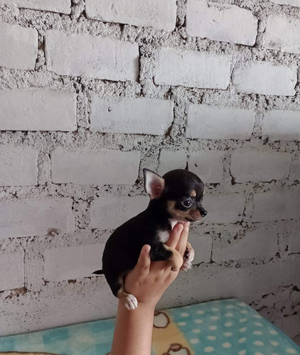 Chihuahua Perrita Mini 