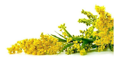 Arnica Brasileira Solidago Erva Medicinal 20 Sementes