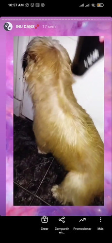 Imagen 4 de 4 de Peluquería Canina En Piedras Blancas Y La Paz.