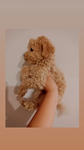 Poodle Toy Apricot Preciosa 