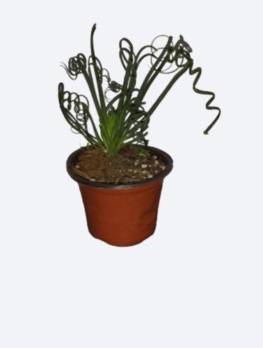 Suculentas De Colecci- Suculenta Africana - Albuca Spiralis