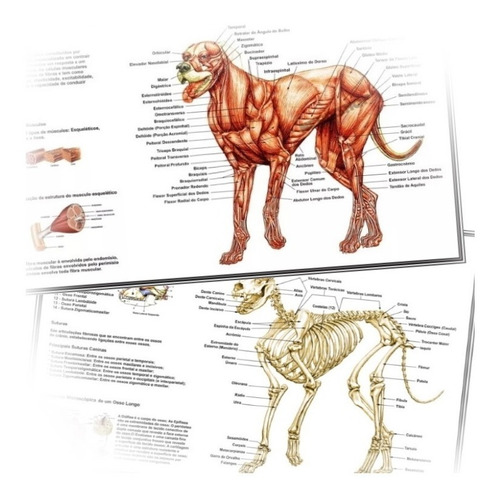 02 Posters 65x100cm Anatomia Veterinária - Pet Shop Cachorro