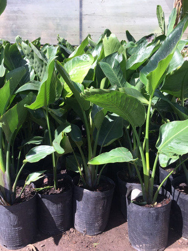 Strelitzia Nicolai/flor De Pájaro En Envase De 15 Litros