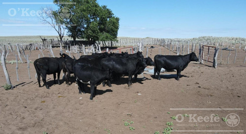 Campo En Venta De 27950 Has En Gral Alvear Mendoza. Armada Para Cria/recria