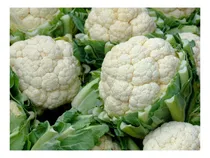 Comprar Sementes De Couve Flor Bola De Neve Aprox 100 Sementes