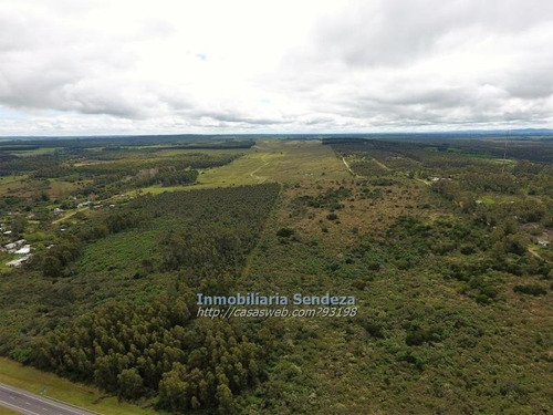 Campo 12hect, 92% De Prod, Junto A La Interbalnearia.