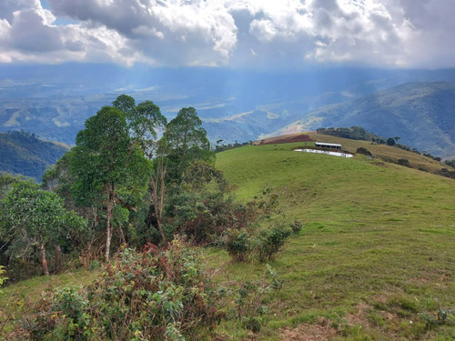 Imagen 4 de 21 de N.m. En Venta Finca En La Grita 1.500$ La Hectárea