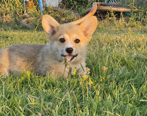 Hembras Cachorras  Corgi