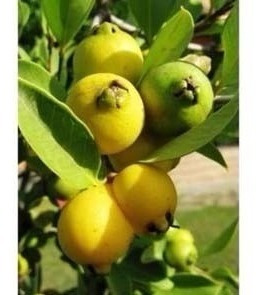 35 Sementes De Araçá Amarelo Anão - Precoce - P/ Mudas Fruta