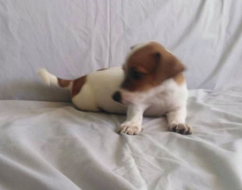 Imagen 6 de 10 de Jack Russell