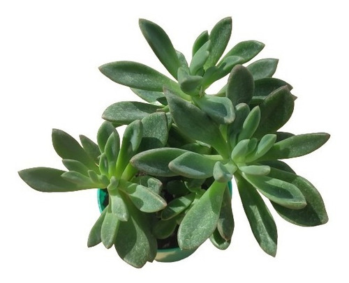 Echeveria Rezry, Maceta 9, Suculenta