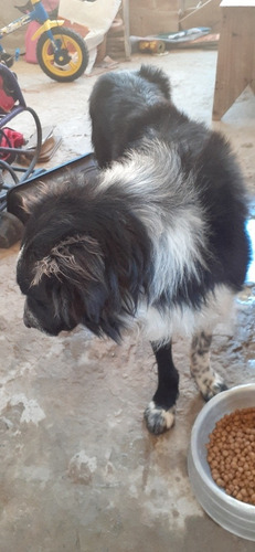 Imagem 1 de 4 de Cachorro De Raça Border Collie