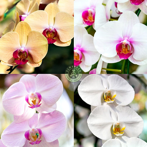 Orquídea Phalaenopsis Baby (x Unidad)