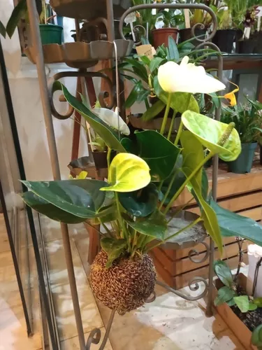3 Kokedamas Anturio, Peixinho E Orquídea Dendrobium