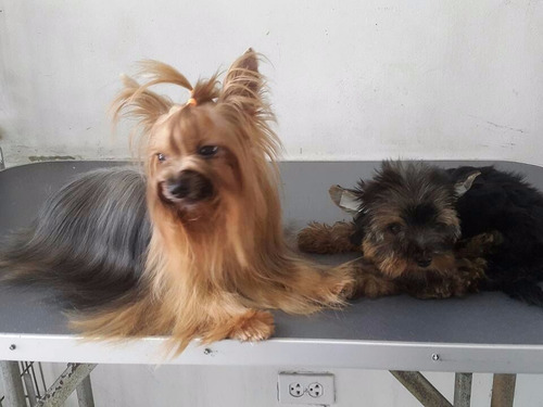 Imagen 8 de 9 de Yorkshires Cachorros Minis