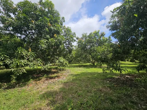 Oportunidad De Inversión Se Vende Finca En El Espinal,tolima