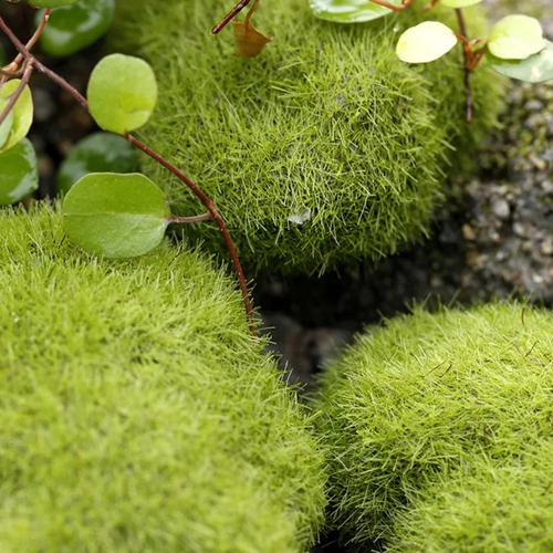 Tamaño Pequeño De Unos 6 Cm, Paisaje En Miniatura De Musgo A
