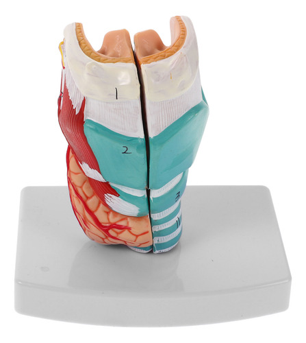 Anatomia Da Garganta Humana: Faringe Anatômica E Garganta La