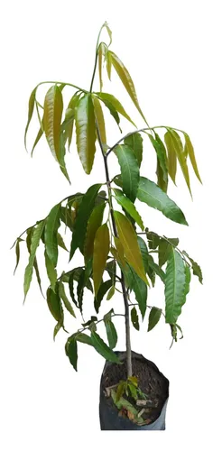 comprar Pino Hindu, Polyalthia Longifolia, Pregunte Costo De Envio