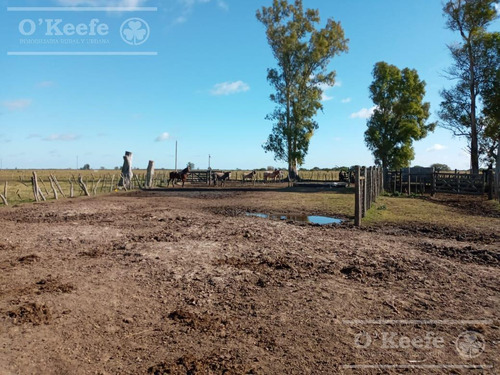 Imagen 21 de 27 de Campo De 600 Has En Venta En Gualeguaychu - Muy Buen Campo Ganadero De 0,7 Ev/ha Con Casco