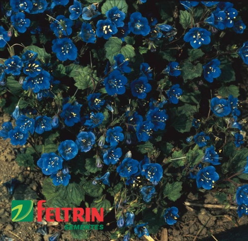 Sementes De Facélia Azul - Feltrin