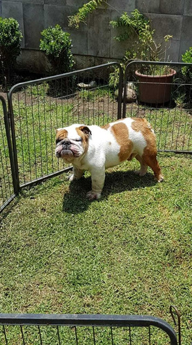 Imagen 4 de 7 de Hermosos Bulldog Ingles