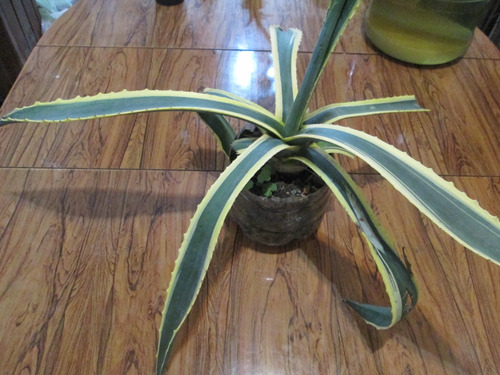 Agave Americana Variegato 4 L,  5 Años Aprox Grande Avellane