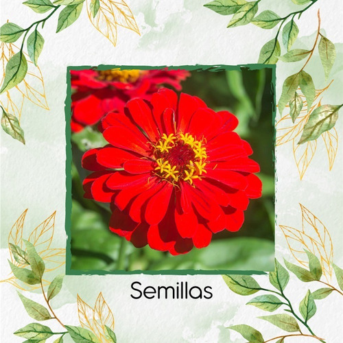 30 Semillas Flor Zinnia Rojo + Obsequio Germinación