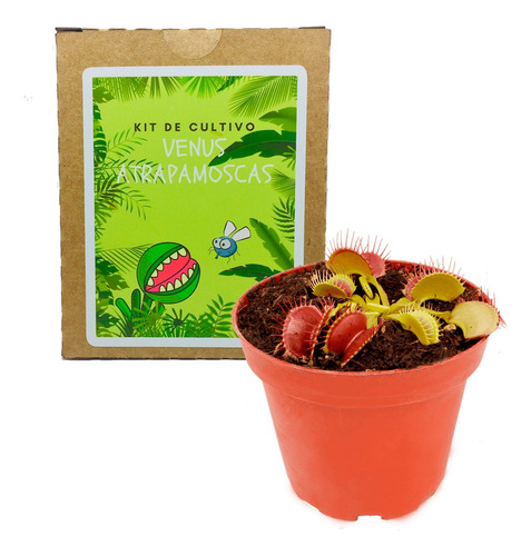 Kit Cultivo Venus Atrapamoscas Planta Carnívora