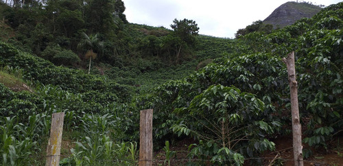 Imagem 10 de 15 de Fazenda, Para Venda Em Carangola/mg - Var1212ale