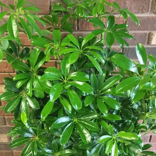 Schefflera Arboricola-muda Jardim | MercadoLivre