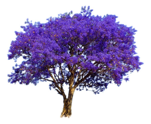 Arbol Jacarandá, Palisandro, Tarco 20lts