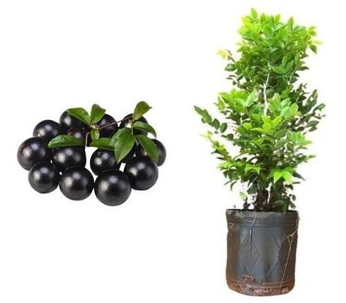 Muda De Jabuticaba Hibrida Enxertada - Ja Produz